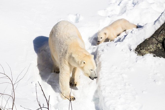 Ranua Zoo tour, optional lunch - Booking, pickup, and cancellation details