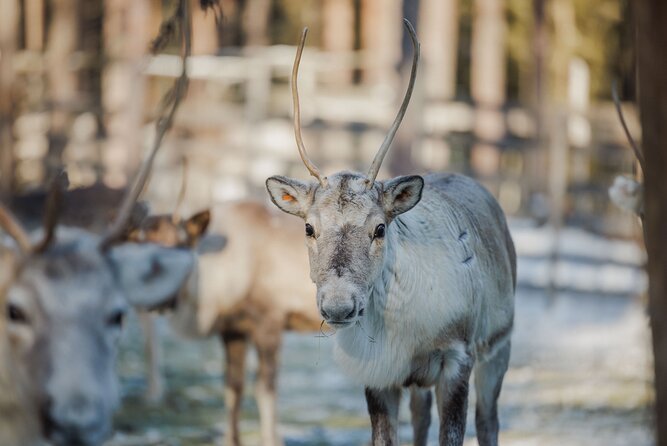 Reindeer Experience with Sledge Ride - At a glance: what you are really paying for