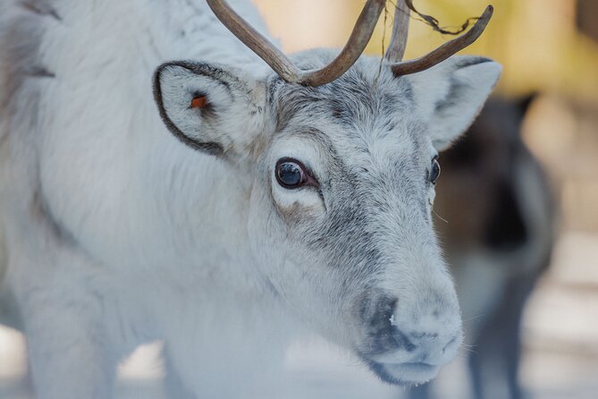 Reindeer Experience with Sledge Ride - Getting dressed for the Arctic