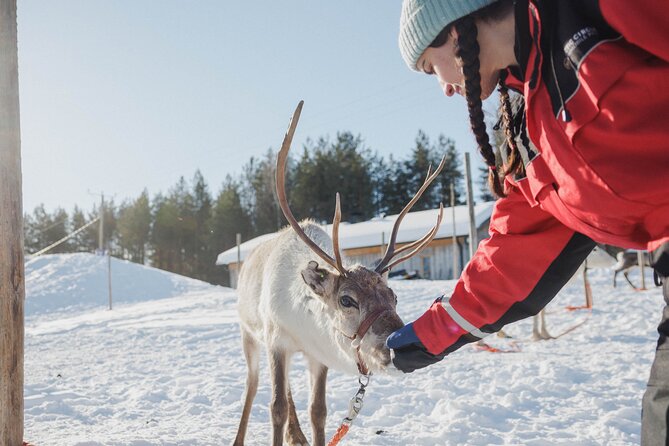 Reindeer Experience with Sledge Ride - Stories from the herders beside the fire