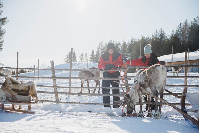 Reindeer Experience with Sledge Ride - The sleigh ride: peaceful, brief, and easy