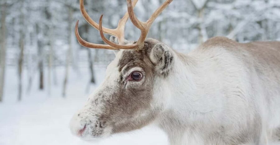 Reindeer Farm Visit with Sleigh Ride - Key points at a glance