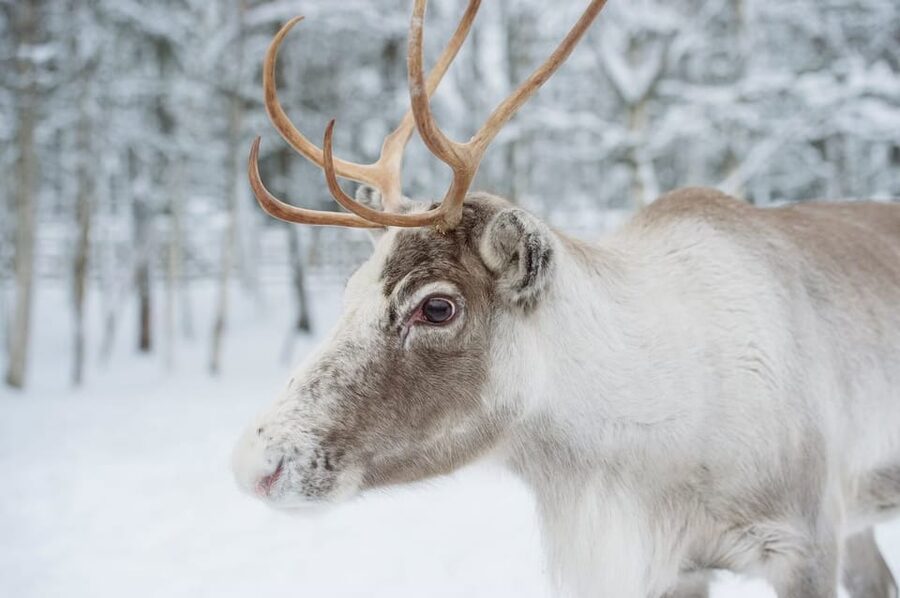 Reindeer Farm Visit with Sleigh Ride - A short introduction to Lapland’s reindeer culture