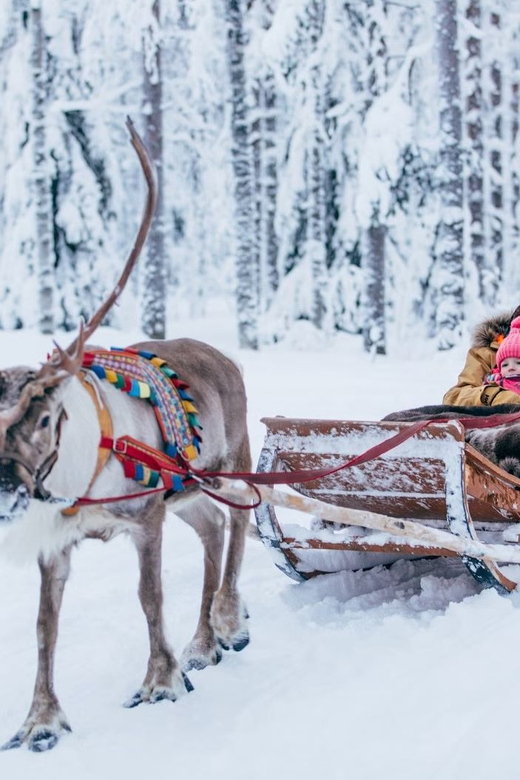 Reindeer Farm Visit with Sleigh Ride - Meeting in central Rovaniemi