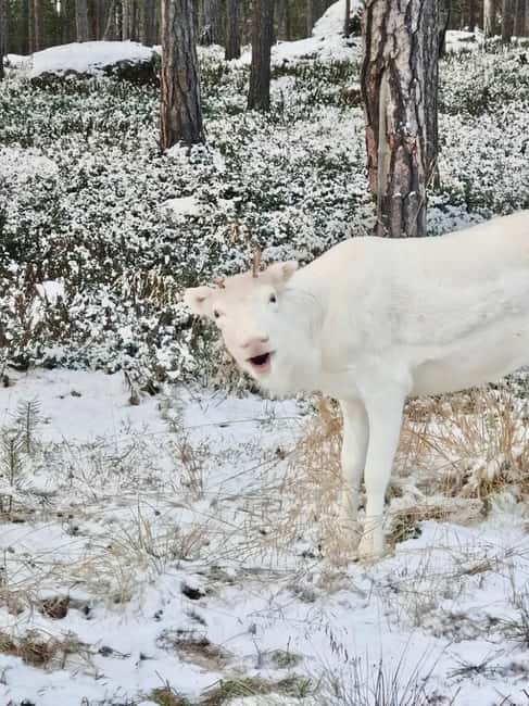 Reindeer feeding in Inari - Key points at a glance
