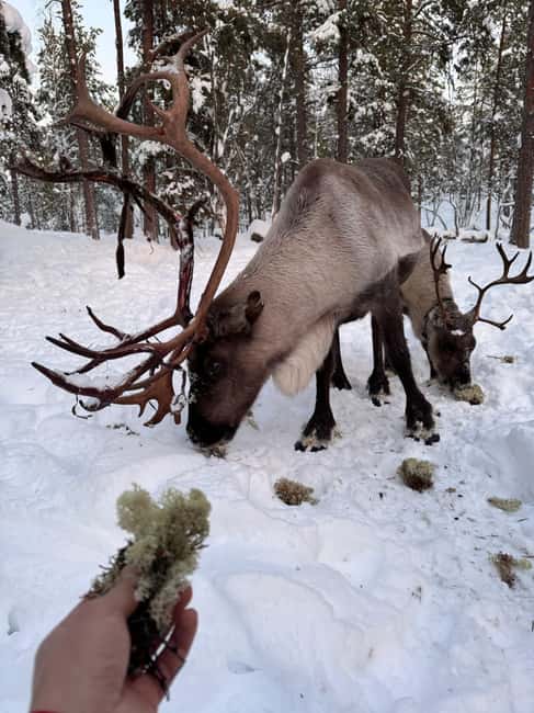Reindeer feeding in Inari - A gentle introduction to reindeer life near Inari