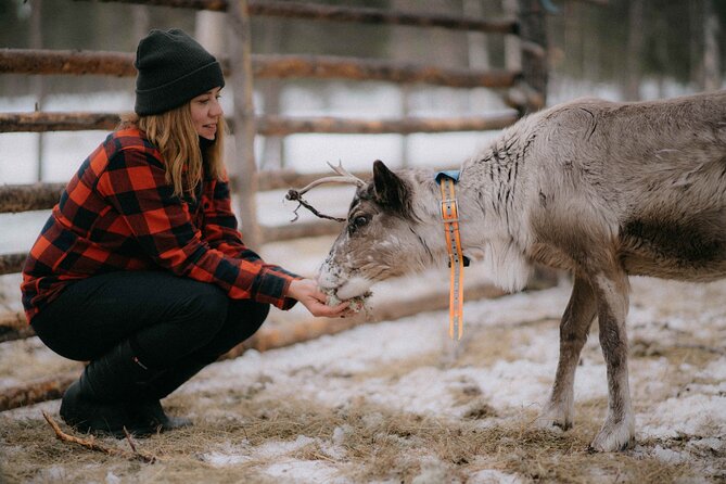 Reindeer Husbandry with Snowmobile Sleigh Ride and Cabin Lunch - Key things to know before booking