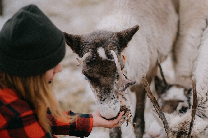 Reindeer Husbandry with Snowmobile Sleigh Ride and Cabin Lunch - Meeting the reindeer at a working farm