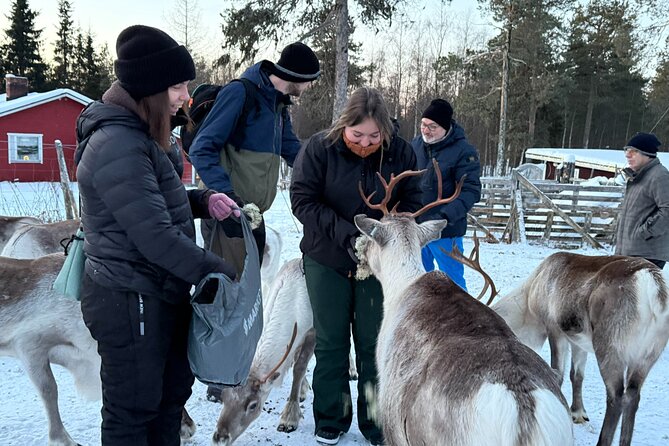 Reindeer Husbandry with Snowmobile Sleigh Ride and Cabin Lunch - What the $397.86 price really buys