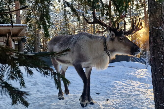 Reindeer Park Adventure - Quick facts about the Reindeer Park Adventure