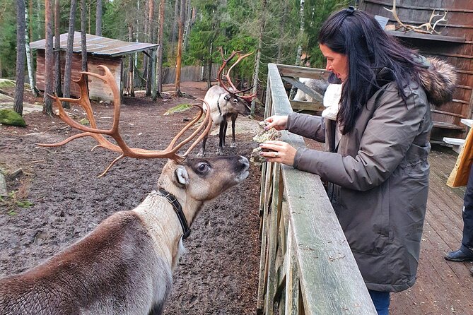 Reindeer Park Adventure - Feeding the reindeer at the farm