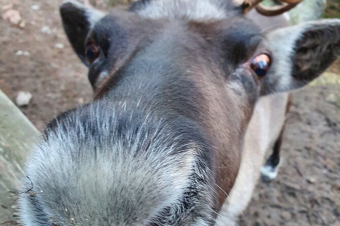 Reindeer Park Adventure - What Nuuksio National Park adds to the outing