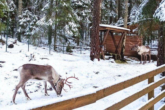 Reindeer Park & Horse Stables Safari - A Finnish forest visit without a long hike
