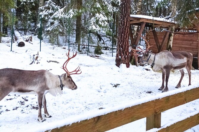 Reindeer Park & Horse Stables Safari - The guide can shape the whole experience