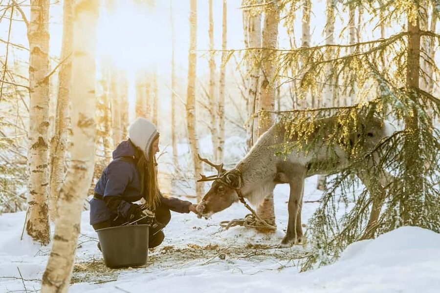 Reindeer Safari at a 200-Year-Old Farm & Long Sled Ride - Key points before you book