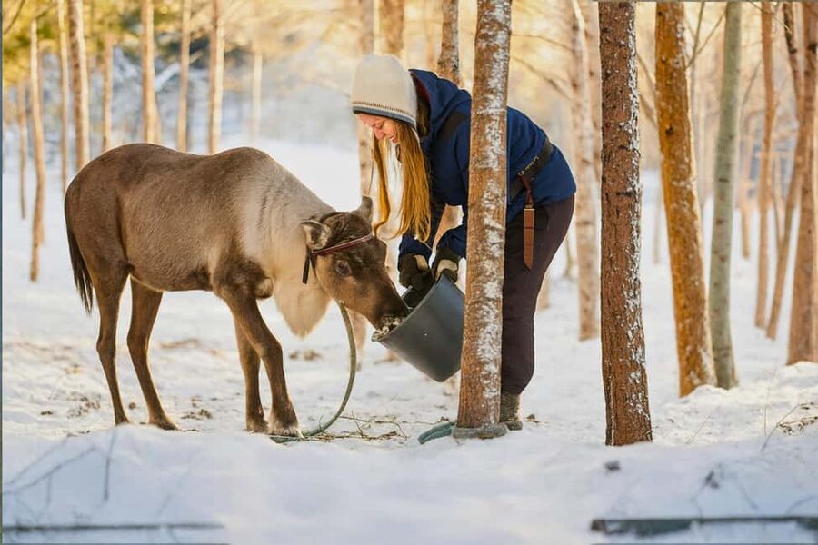 Reindeer Safari at a 200-Year-Old Farm & Long Sled Ride - Dressing for temperatures below freezing