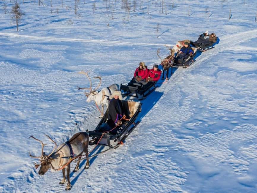 Reindeer Safari at a 200-Year-Old Farm & Long Sled Ride - Meeting the reindeer up close