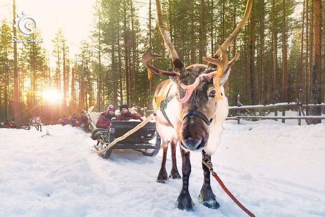 Reindeer Safari in Arctic Wilderness - Key points before you book