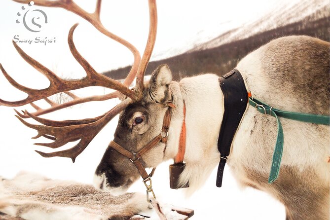 Reindeer Safari in Arctic Wilderness - From Santa Claus Village to the forest farm