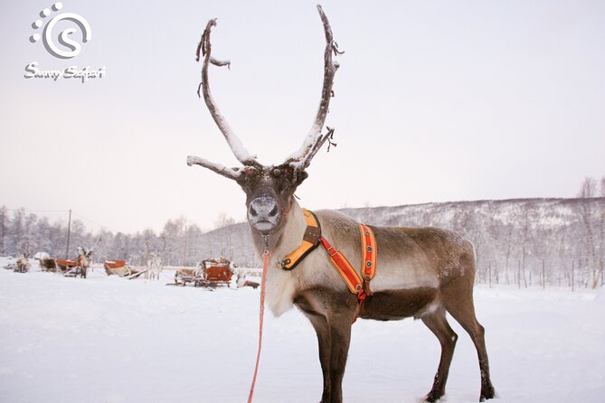 Reindeer Safari in Arctic Wilderness - Group size, comfort, and family suitability
