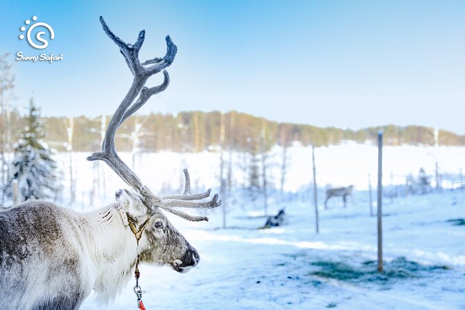 Reindeer Safari in Arctic Wilderness - What the $238.85 price means