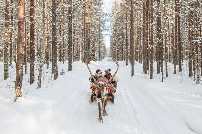 Reindeer Safari in Arctic Wilderness - Meeting the reindeer, including the young ones