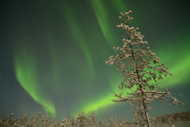 Reindeer Sleigh Ride Across the Night in Apukka Resort Rovaniemi - Group size, comfort, and the right expectations