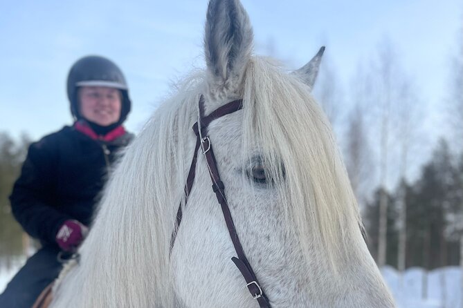 Riding Tour with Finnhorses at Santa Claus Village - The Snowy Forest Ride