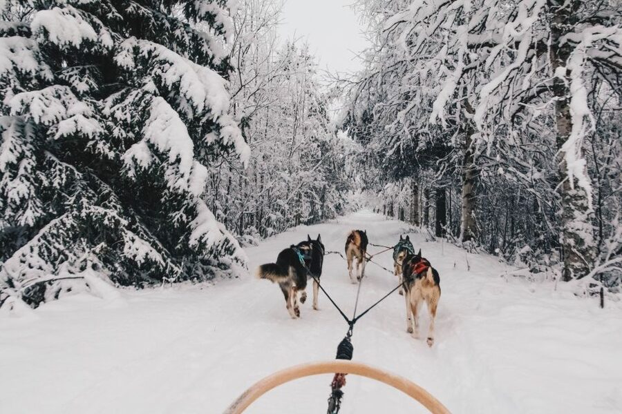 Rovaniemi: Apukka Husky Adventure - Key points before you book