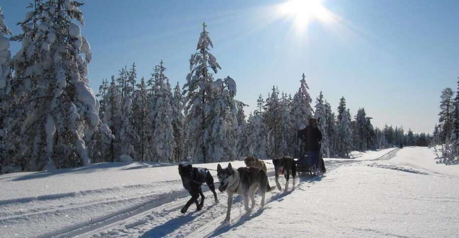 Rovaniemi: Apukka Husky Adventure - Is $237 good value?