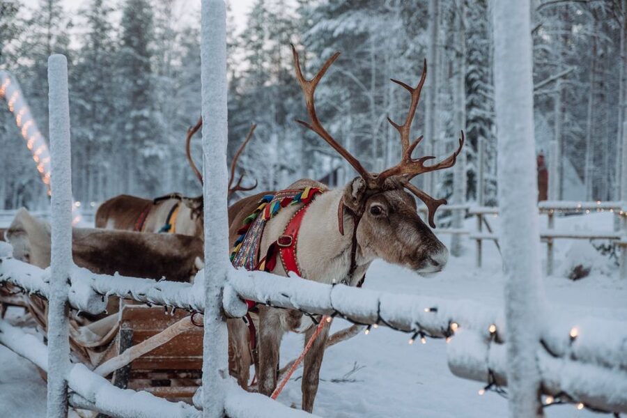 Rovaniemi: Apukka Reindeer Journey - Arriving at Apukka Resort from Rovaniemi