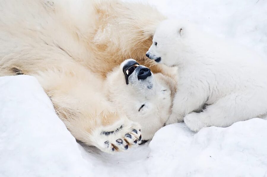 Rovaniemi: Arctic Animals Sleigh Rides and Wildlife Zoo - A Lappish buffet in the forest