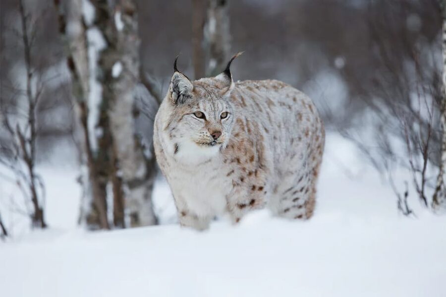Rovaniemi: Arctic Animals Sleigh Rides and Wildlife Zoo - Exploring Ranua Wildlife Park in winter