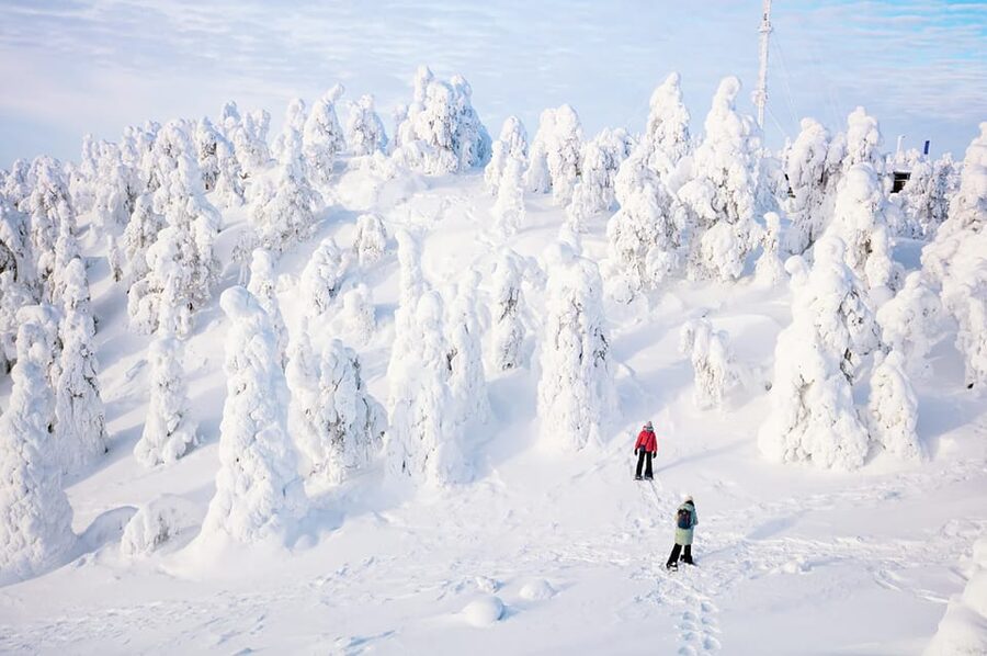 Rovaniemi: Arctic Animals Sleigh Rides and Wildlife Zoo - Price, timing, and what the $340 covers