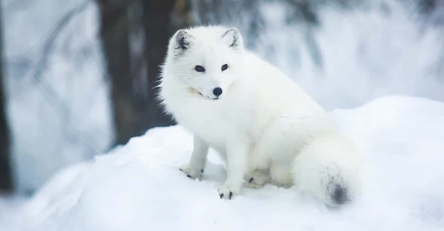 Rovaniemi: Arctic Animals Sleigh Rides and Wildlife Zoo - Snow, clothing, and practical limits