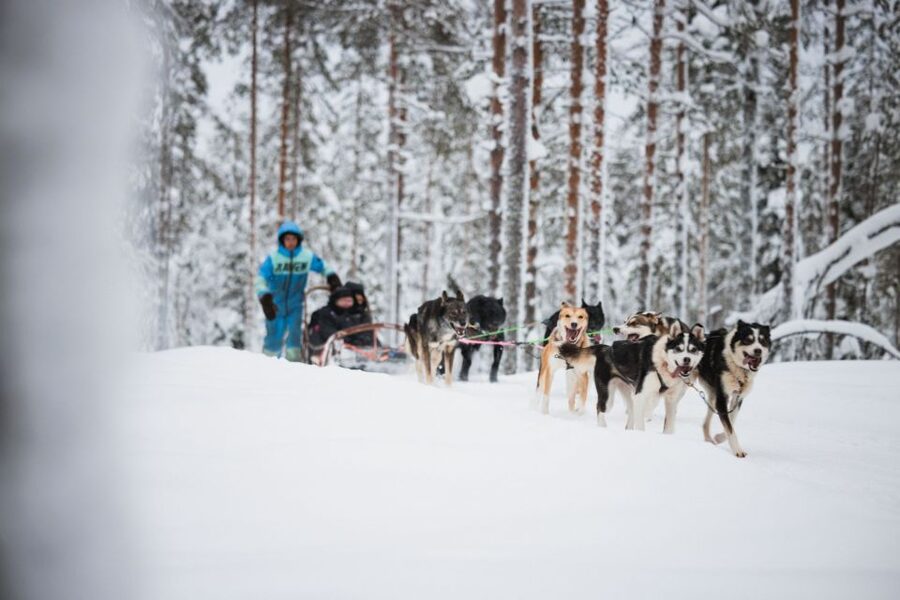 Rovaniemi: Arctic Circle Highlights by Snowmobile - Reindeer sleighs and the life behind them