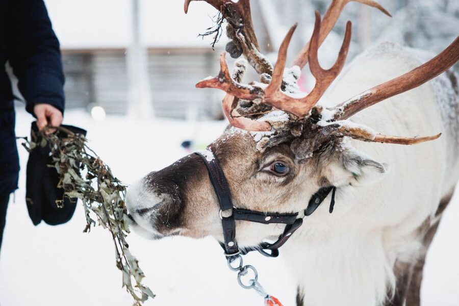 Rovaniemi: Arctic Circle Highlights by Snowmobile - Meeting at Santa Claus Village or in central Rovaniemi