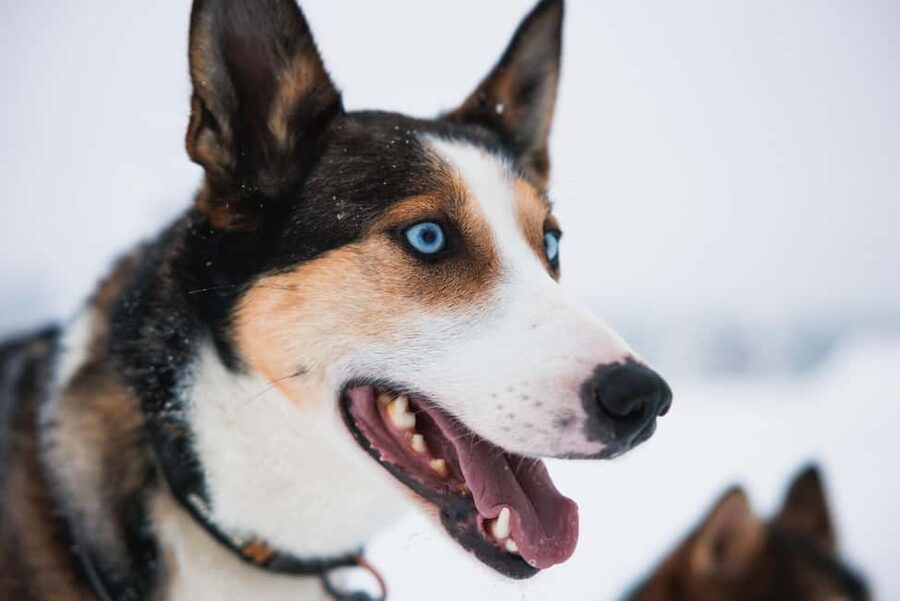 Rovaniemi: Arctic Circle Long Trail Husky Adventure - The 7 Kilometer Self-Driving Safari