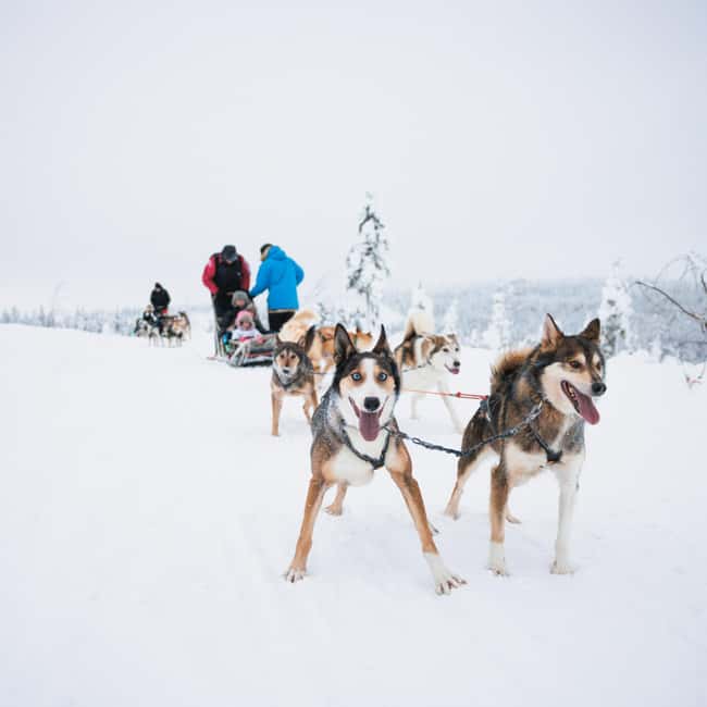 Rovaniemi: Arctic Circle Long Trail Husky Adventure - Why the Small Group Size Helps
