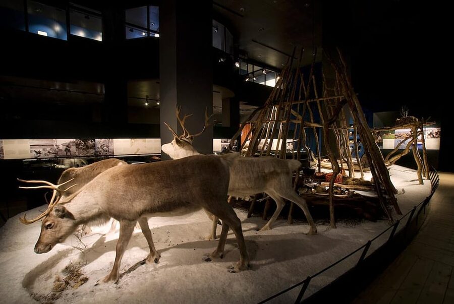 Rovaniemi: Arktikum Science Centre and Museum Entry Ticket - Café, library, and shop: useful extras with one warning