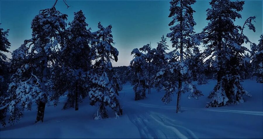 Rovaniemi: Aurora Hunting Tour in the Forest with Hot Drinks - What your three-hour Arctic evening looks like
