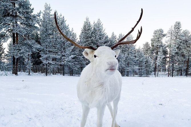 Rovaniemi: Authentic Lapland Reindeer Farm Visit & Sled Ride - Meeting reindeer in a family-run Lapland setting