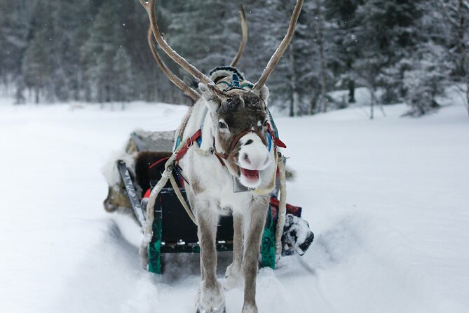 Rovaniemi: Authentic Lapland Reindeer Farm Visit & Sled Ride - Timing, cold, and practical planning