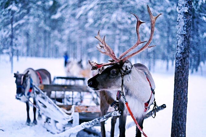 Rovaniemi: Authentic Lapland Reindeer Farm Visit & Sled Ride - What the three-hour visit includes