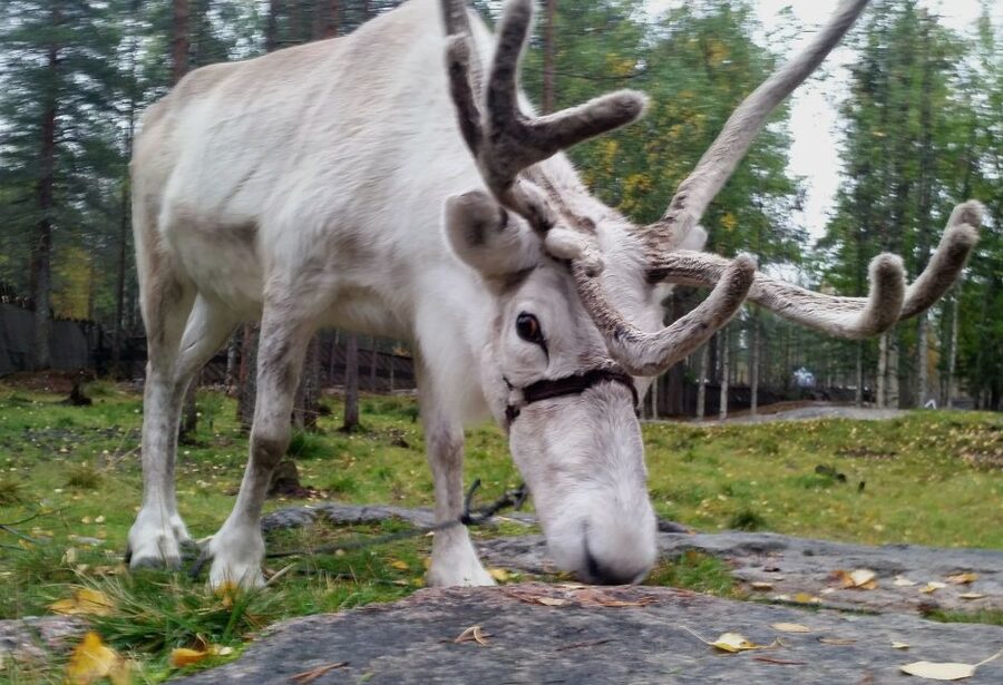 Rovaniemi: Authentic Reindeer Farm & Canoeing - Meeting the reindeer and feeding them lichen