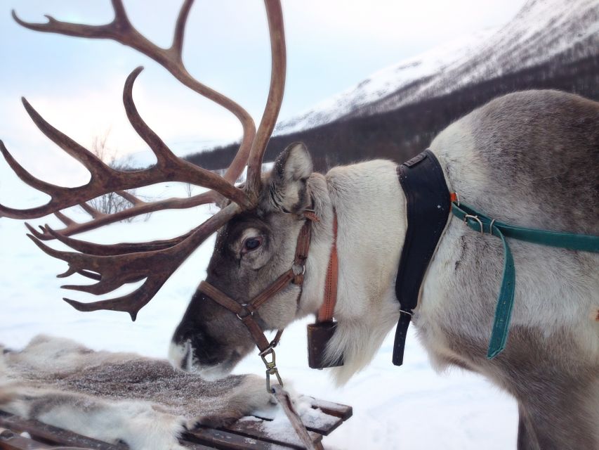 Rovaniemi: Authentic Reindeer Farm Visit & Short Sleigh Ride - Why this reindeer farm feels different