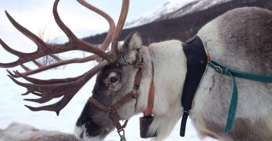 Rovaniemi: Authentic Reindeer Farm Visit & Short Sleigh Ride - Feeding the reindeer up close