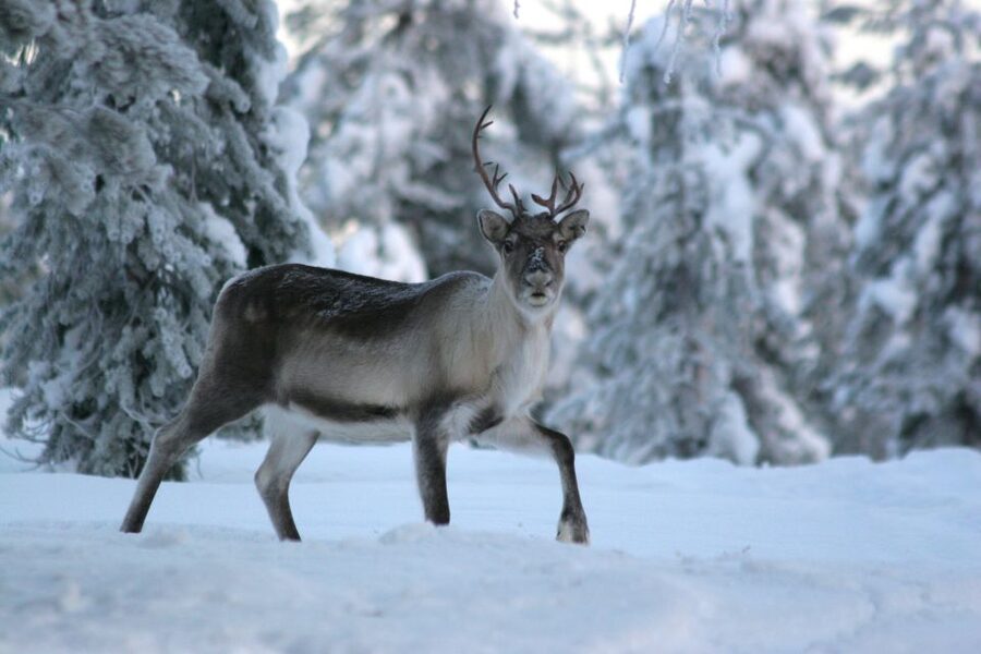 Rovaniemi: Authentic Reindeer Farm Visit & Short Sleigh Ride - Guides who add warmth to a cold day
