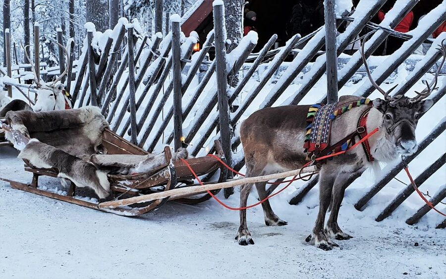 Rovaniemi: Authentic Reindeer Farm Visit & Short Sleigh Ride - Pickup from Rovaniemi and the ride out