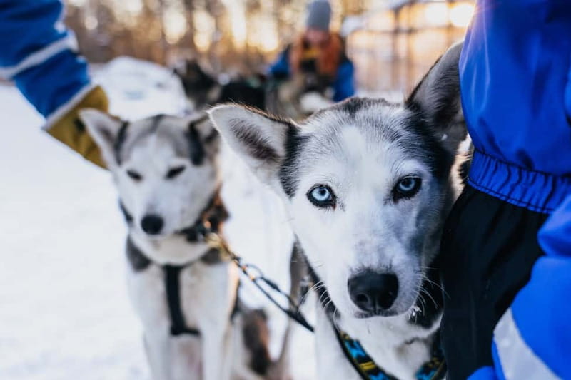 Rovaniemi: Autumn Husky Ride on Wheels - Why huskies train on wheels in autumn